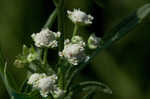 Santa Maria feverfew